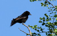 Fork-tailed drongo at Sabi Sands