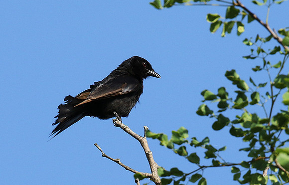 Fork-tailed drongo at Sabi Sands
