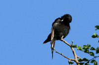 Fork-tailed drongo at Sabi Sands