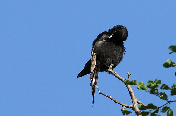 Fork-tailed drongo at Sabi Sands