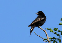 Fork-tailed drongo at Sabi Sands