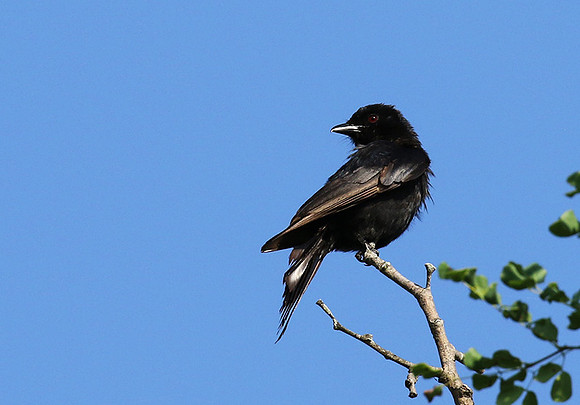 Fork-tailed drongo at Sabi Sands