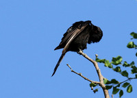 Fork-tailed drongo at Sabi Sands