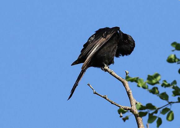 Fork-tailed drongo at Sabi Sands