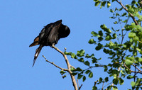 Fork-tailed drongo at Sabi Sands