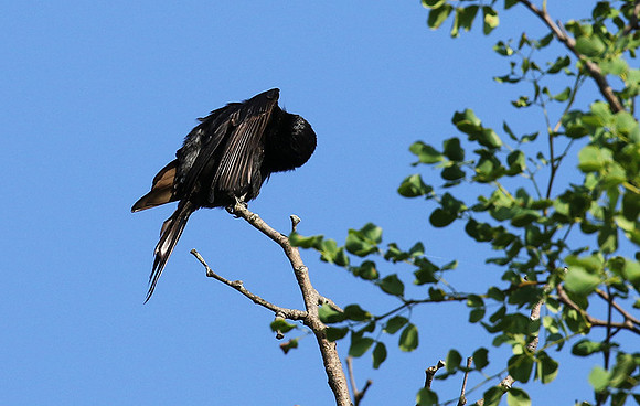 Fork-tailed drongo at Sabi Sands