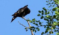 Fork-tailed drongo at Sabi Sands