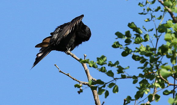 Fork-tailed drongo at Sabi Sands