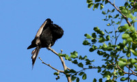 Fork-tailed drongo at Sabi Sands