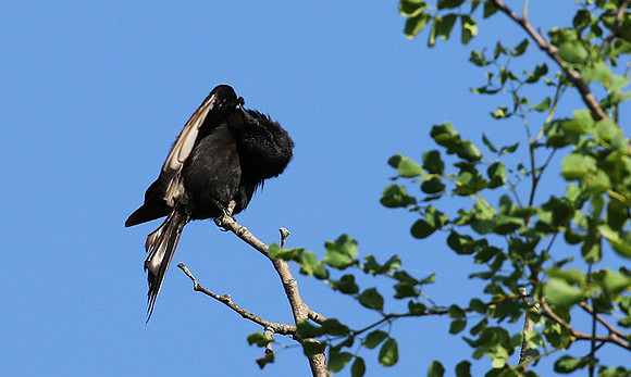 Fork-tailed drongo at Sabi Sands
