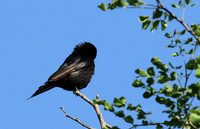 Fork-tailed drongo at Sabi Sands