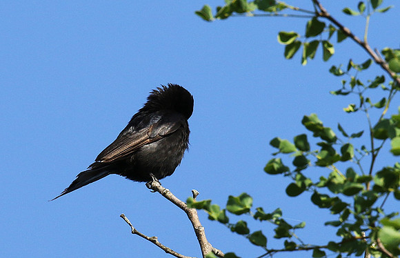 Fork-tailed drongo at Sabi Sands