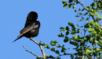 Fork-tailed drongo at Sabi Sands