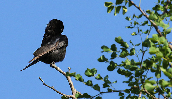 Fork-tailed drongo at Sabi Sands