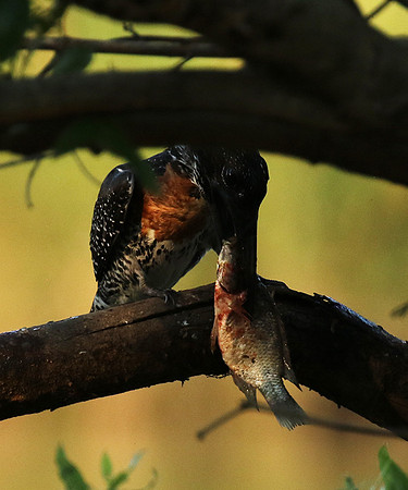 Giant kingfisher at Sabi Sand