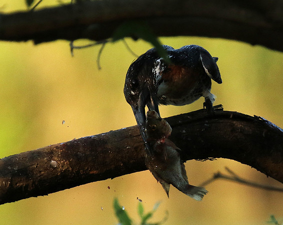 Giant kingfisher at Sabi Sand