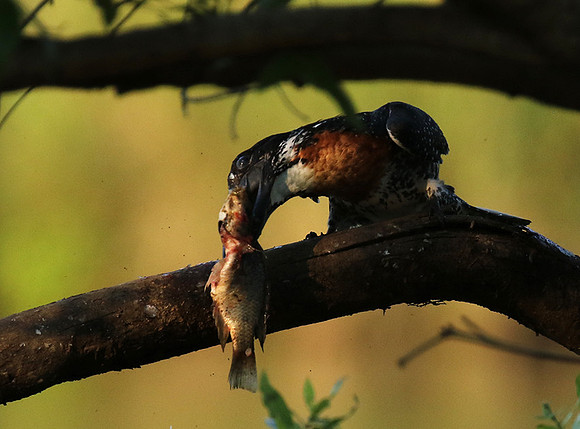Giant kingfisher at Sabi Sand
