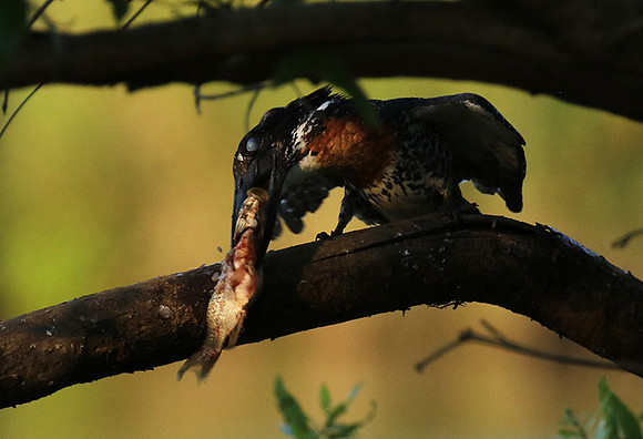 Giant kingfisher at Sabi Sand