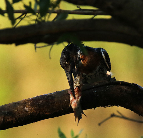Giant kingfisher at Sabi Sand