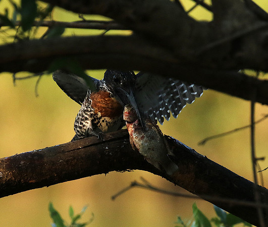 Giant kingfisher at Sabi Sand