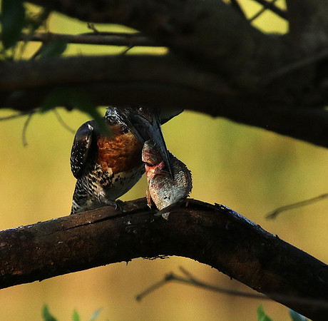 Giant kingfisher at Sabi Sand