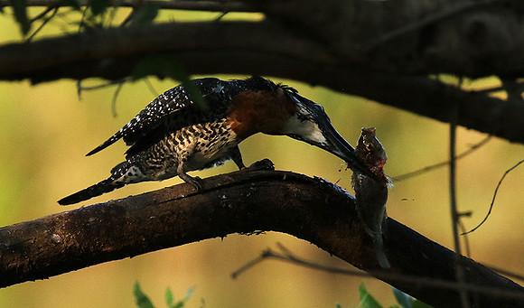 Giant kingfisher at Sabi Sand