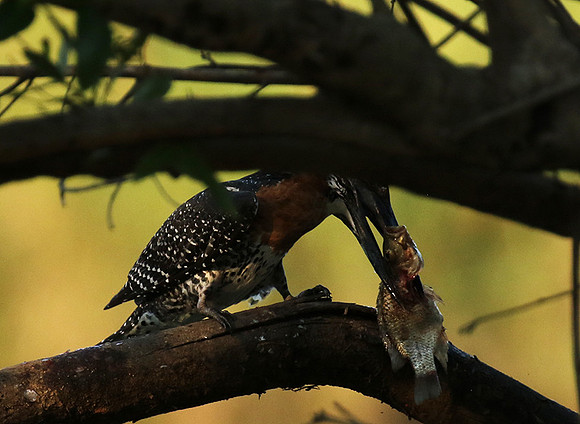 Giant kingfisher at Sabi Sand