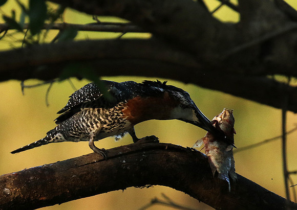 Giant kingfisher at Sabi Sand