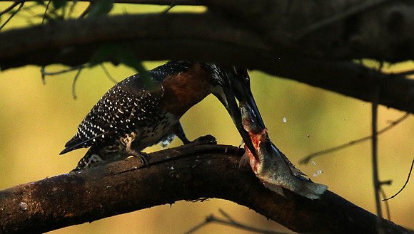 Giant kingfisher at Sabi Sand