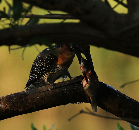 Giant kingfisher at Sabi Sand