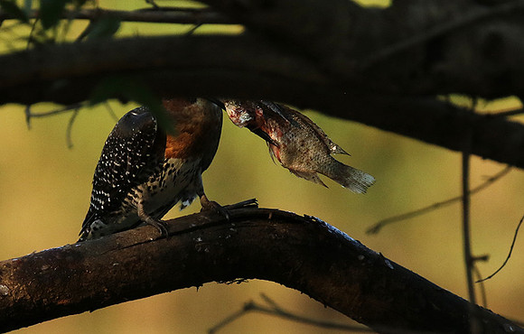 Giant kingfisher at Sabi Sand