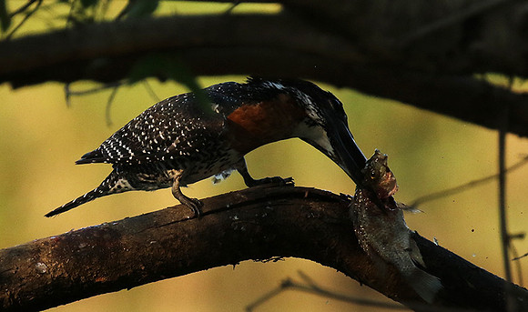 Giant kingfisher at Sabi Sand
