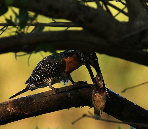 Giant kingfisher at Sabi Sand