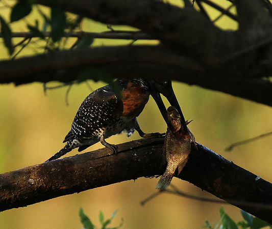 Giant kingfisher at Sabi Sand