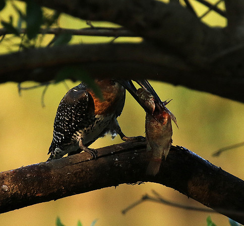 Giant kingfisher at Sabi Sand