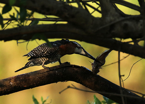 Giant kingfisher at Sabi Sand