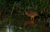 Green-backed heron at Sabi Sand