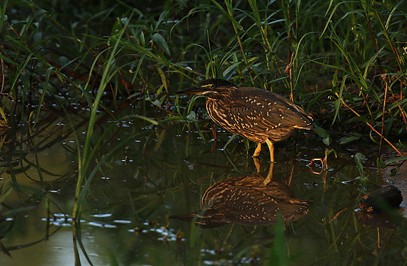 Green-backed heron at Sabi Sand