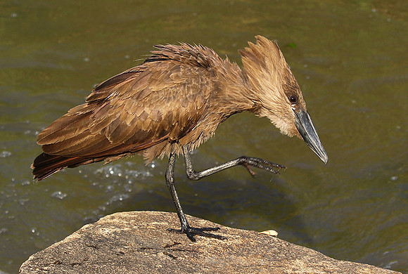 At Sabi Sand