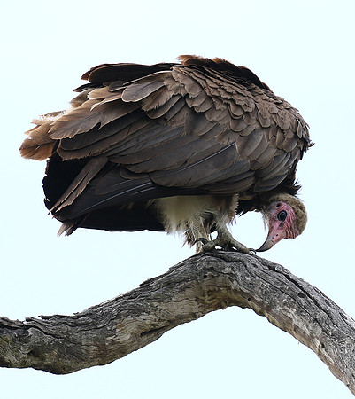 Hooded vulture at Mala Mala