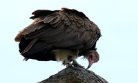 Vultures