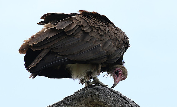Hooded vulture at Mala Mala