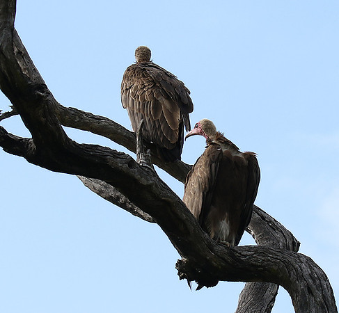 Hooded vulture at Mala Mala