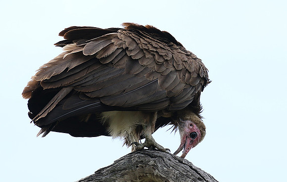 Hooded vulture at Mala Mala