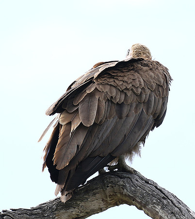 Hooded vulture at Mala Mala