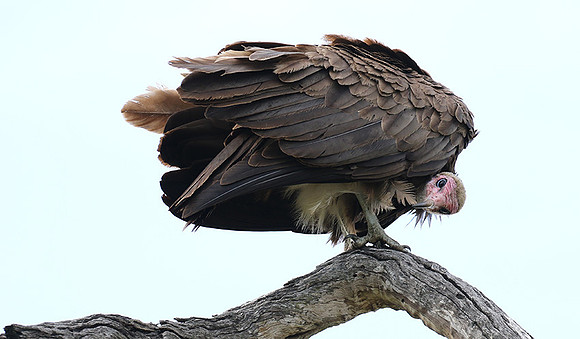 Hooded vulture at Mala Mala