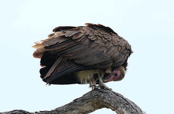 Hooded vulture at Mala Mala