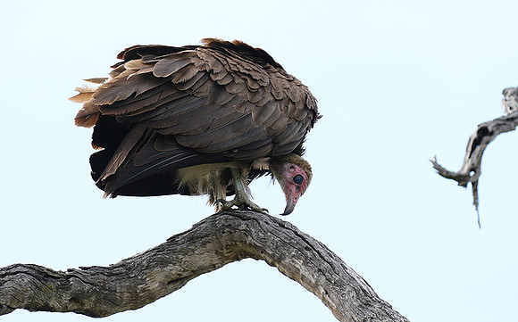 Hooded vulture at Mala Mala