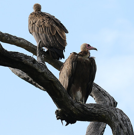 Hooded vulture at Mala Mala