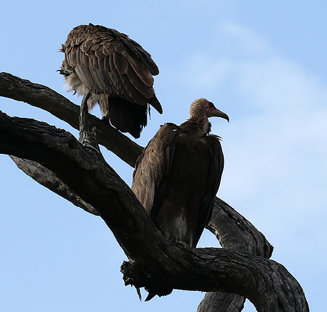 Hooded vulture at Mala Mala
